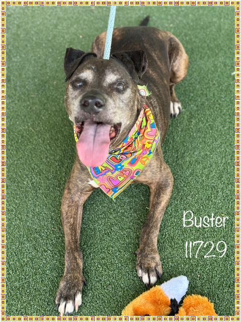 HERES BUSTER We are calling this dapper and delighfult senior BUSTER Take a look at his distinguis