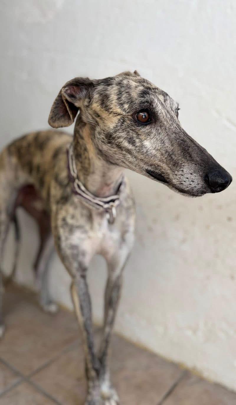 Alonso, Adopted, Young Male Galgo Spanish Greyhound.