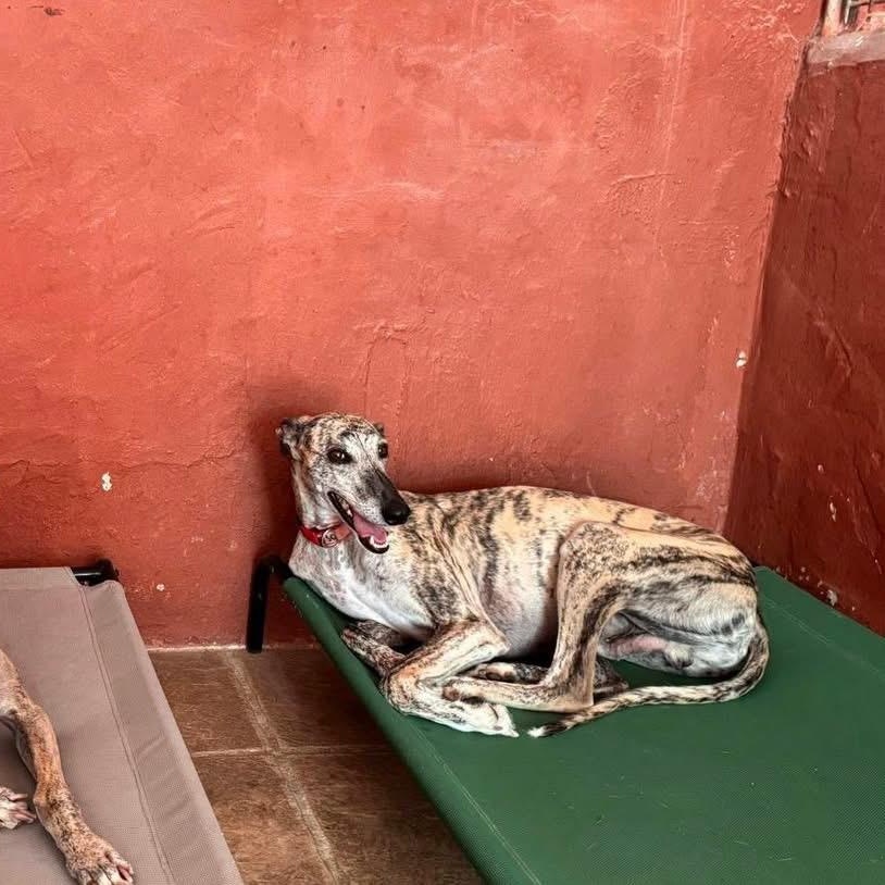 Enlarge Alonso, a Adopted Galgo Spanish Greyhound in Winter Park, FL image 2/2