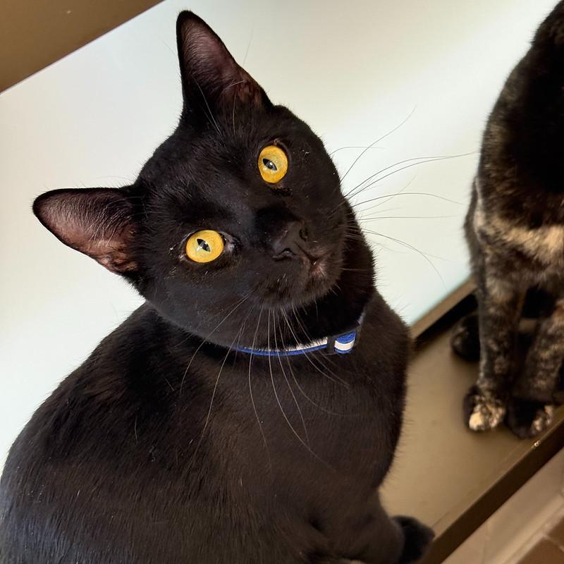 Todd, ADOPTABLE, Young Male Domestic Short Hair.