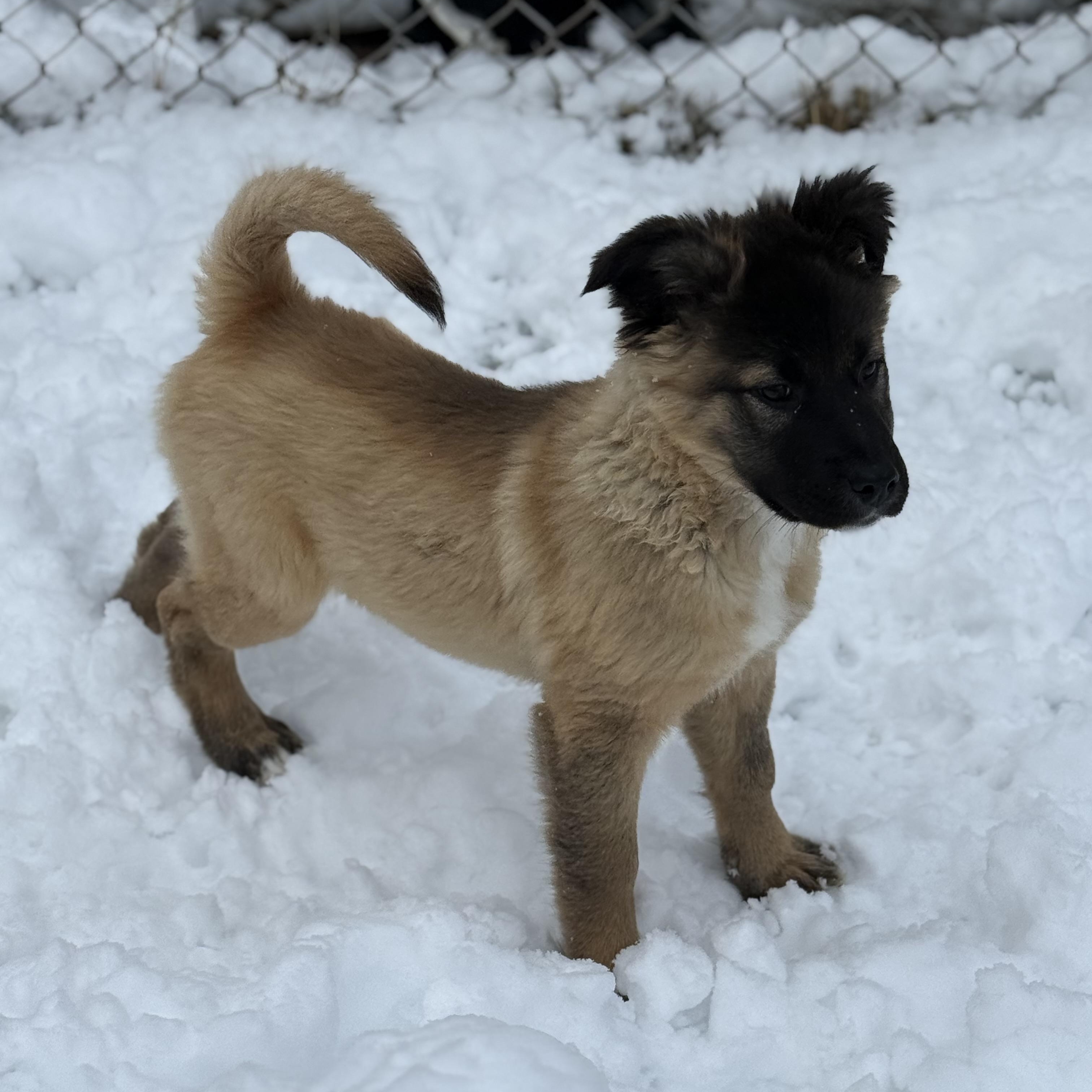 Enlarge Marsha, an adopted mixed breed in Glenolden, PA image 4/6