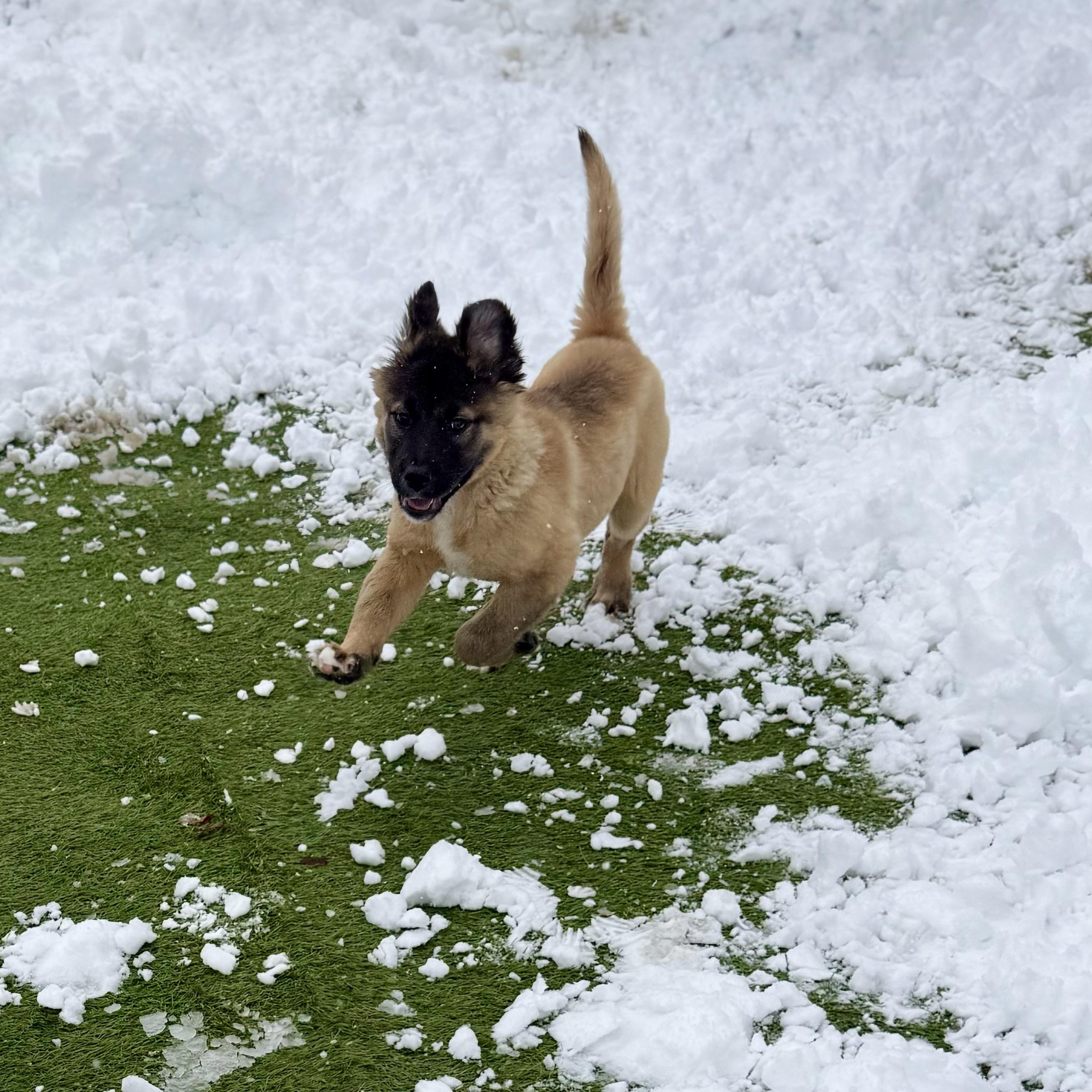 Enlarge Marsha, an adopted mixed breed in Glenolden, PA image 5/6