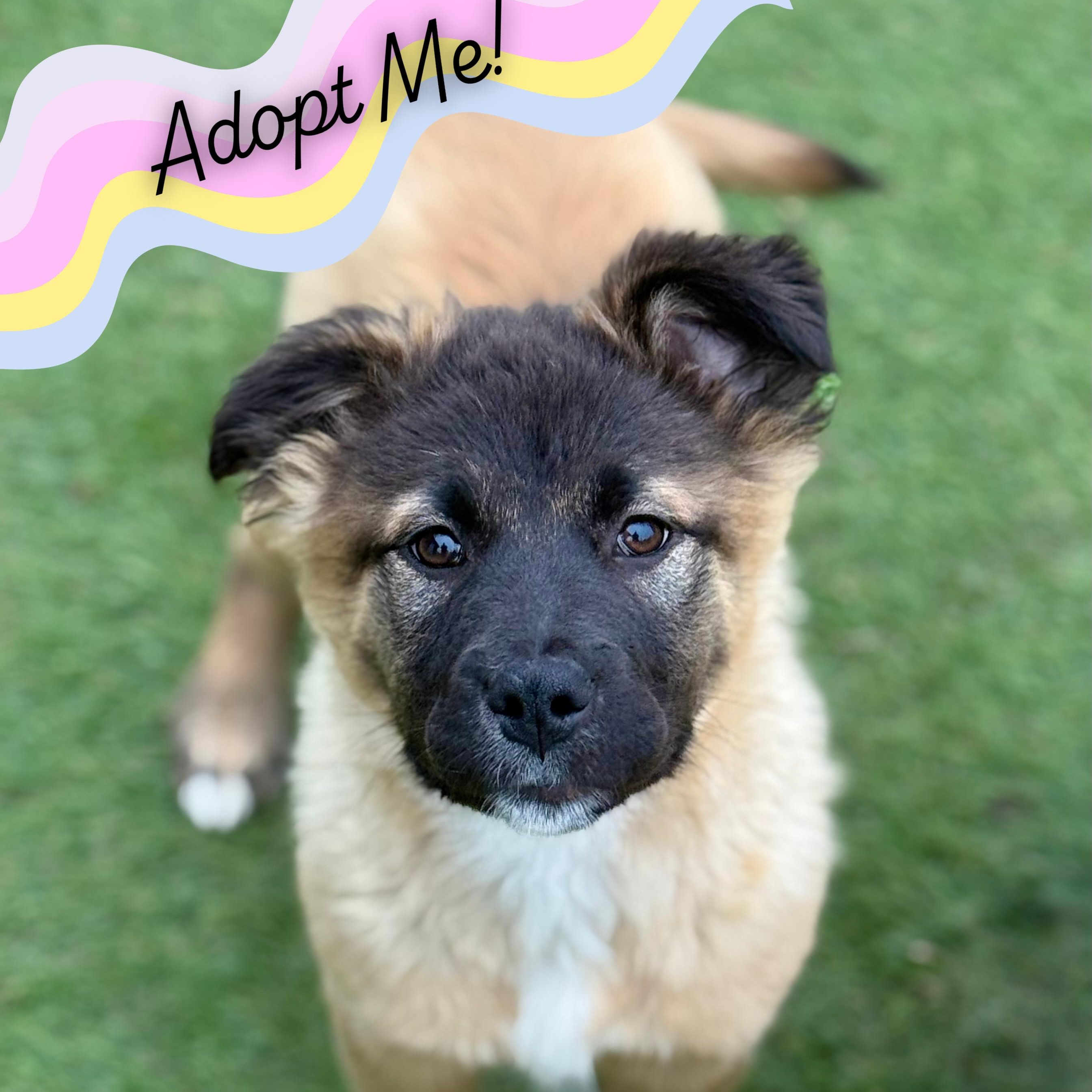 Marsha, adopted, Puppy Female German Shepherd Dog & Labrador Retriever.