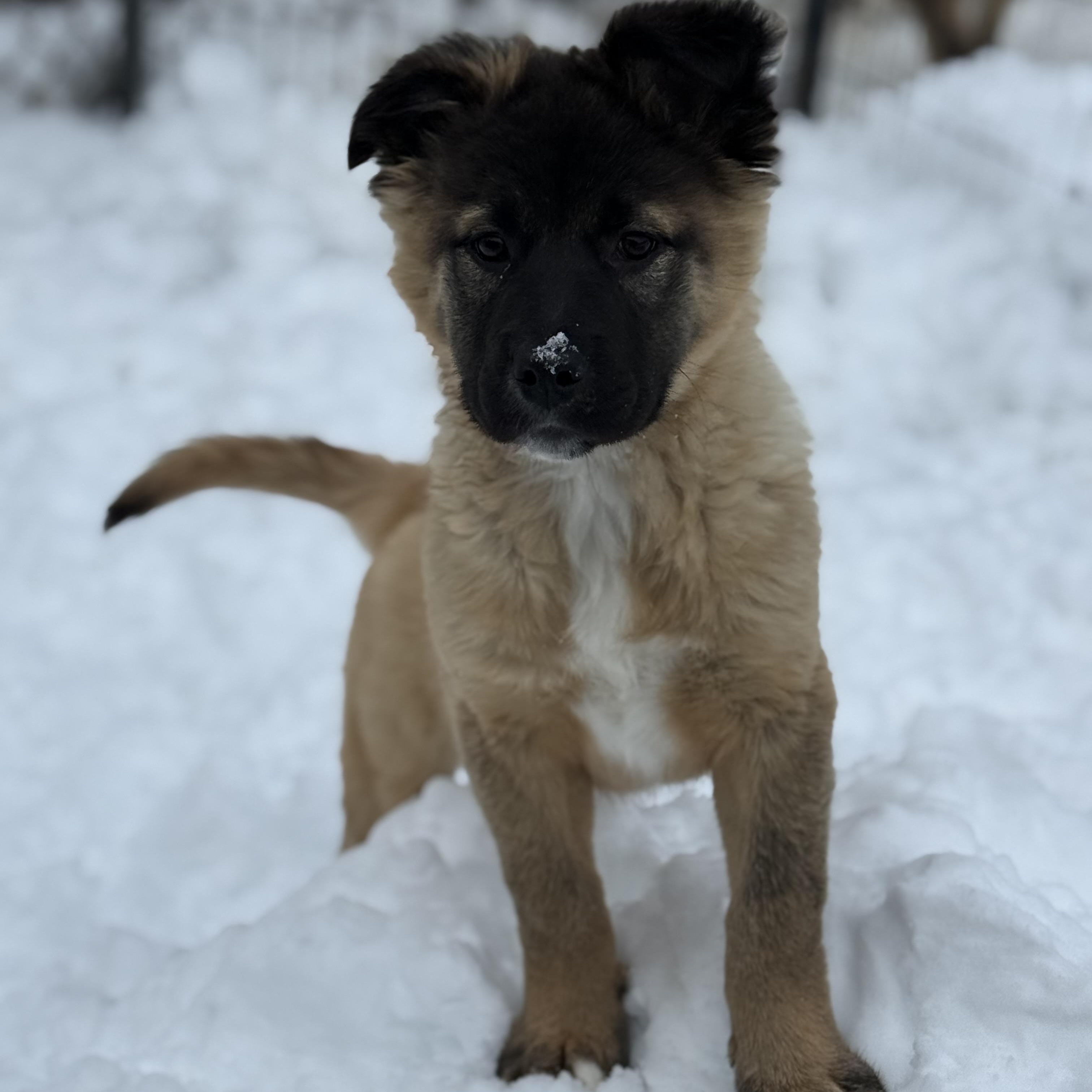 Enlarge Marsha, an adopted mixed breed in Glenolden, PA image 2/6