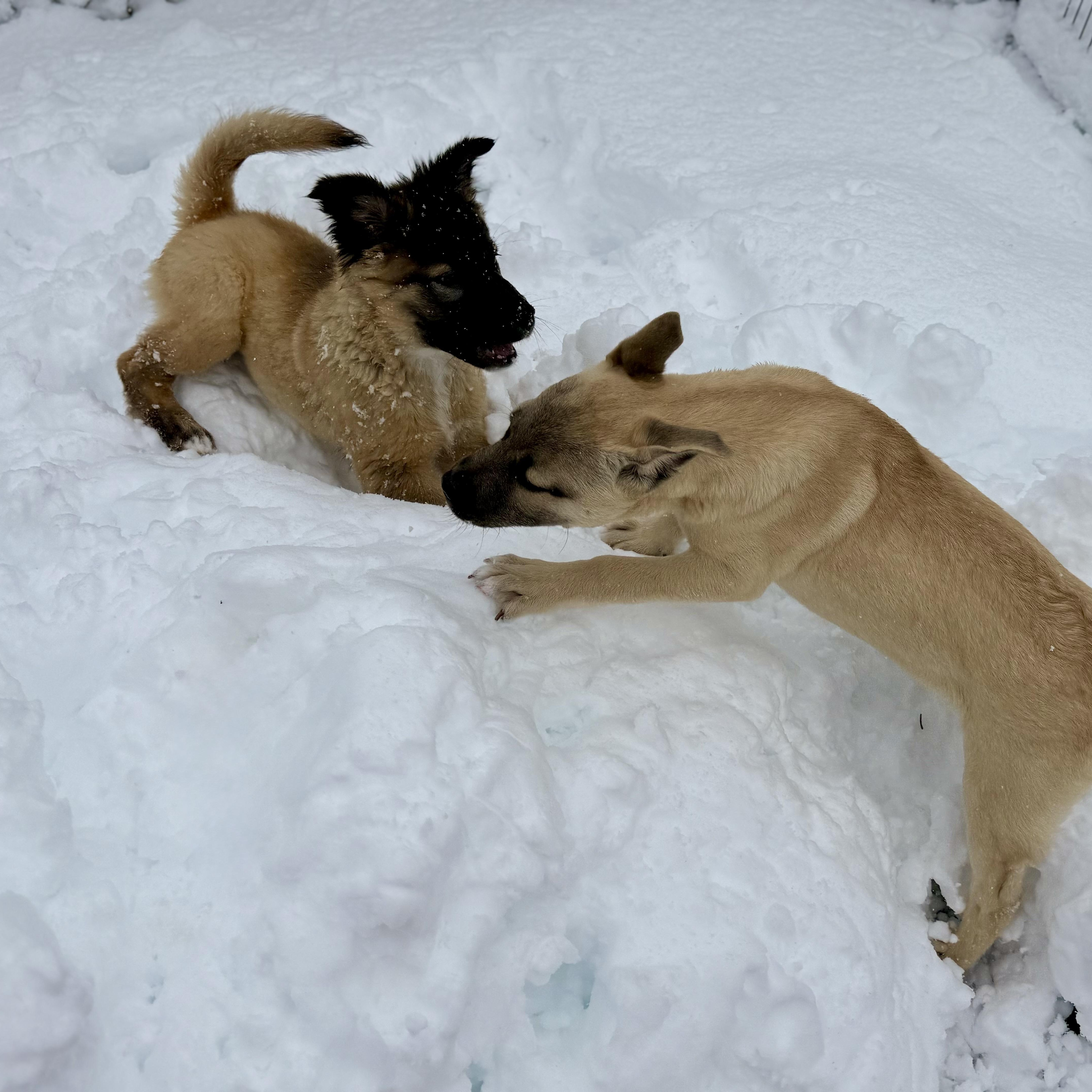 Enlarge Marsha, an adopted mixed breed in Glenolden, PA image 6/6