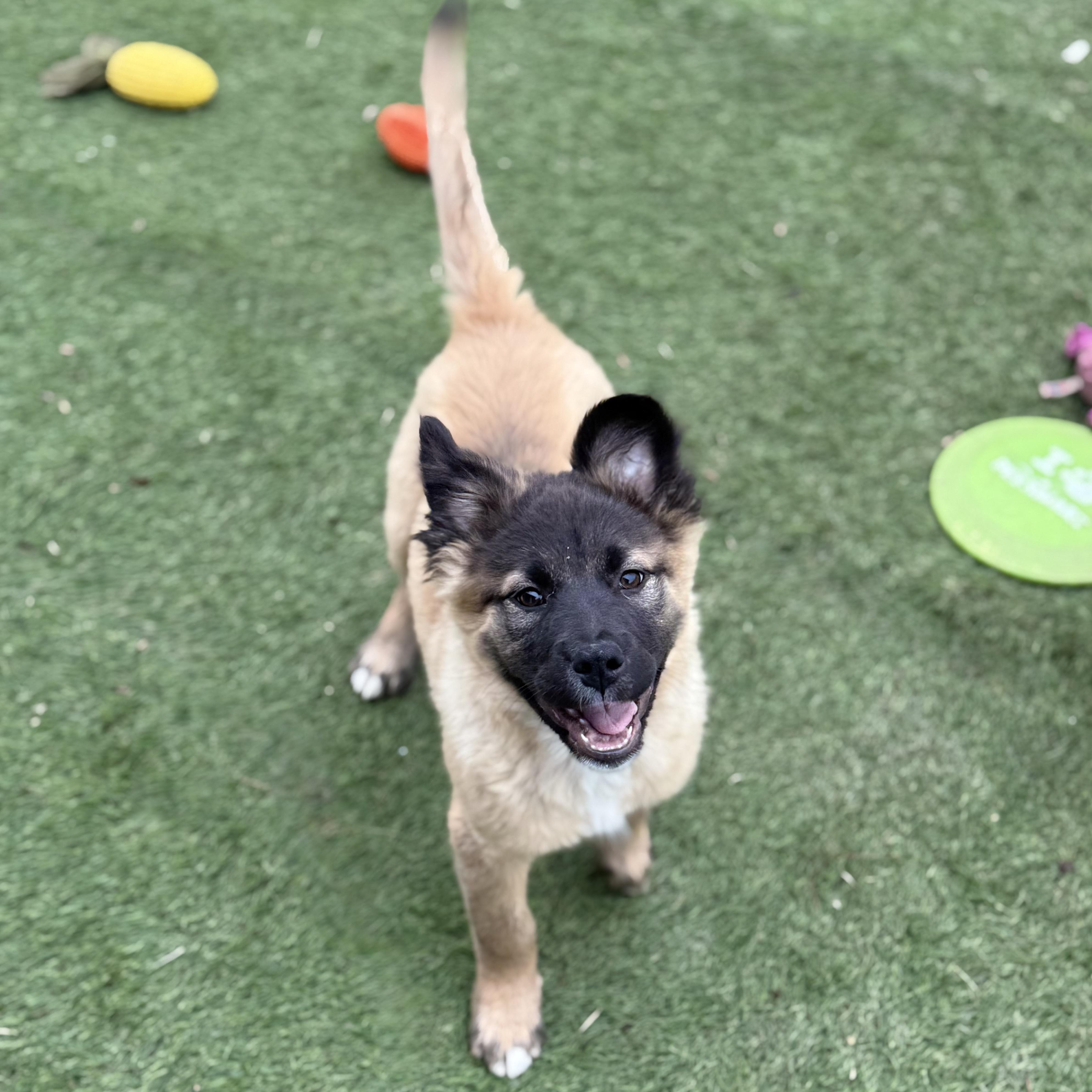 Enlarge Marsha, an adopted mixed breed in Glenolden, PA image 3/6