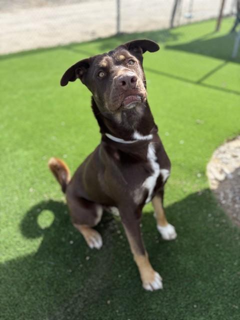 Enlarge MJ, a Adoptable mixed breed in Castaic, CA image 1/1