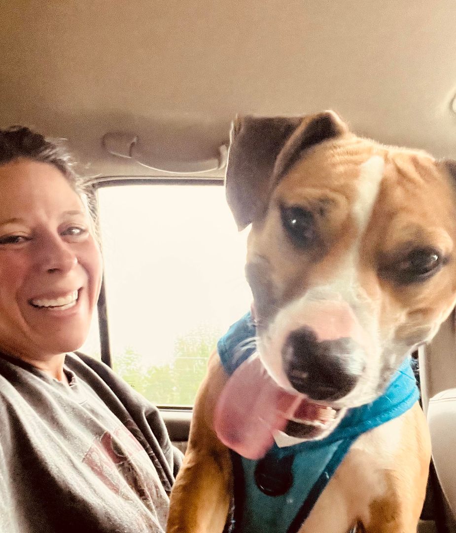 Bowser, a Adoptable Boxer in Salamanca, NY image 4/5