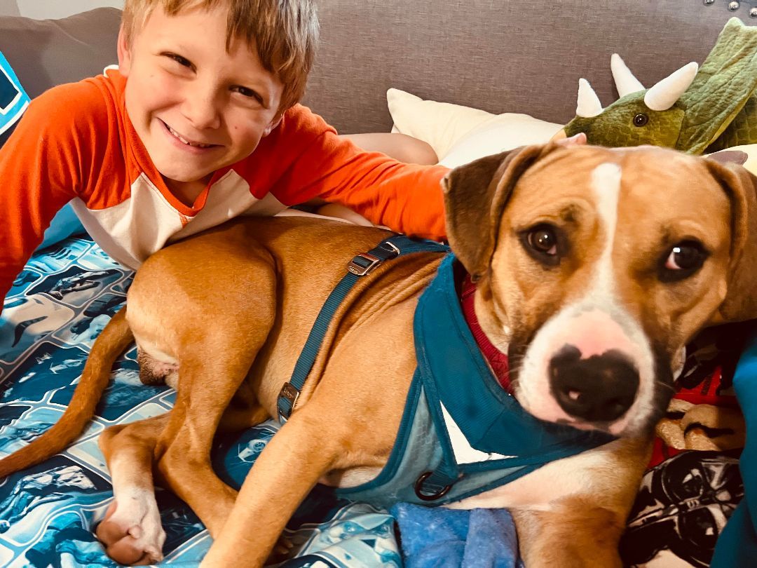 Bowser, a Adoptable Boxer in Salamanca, NY image 5/5