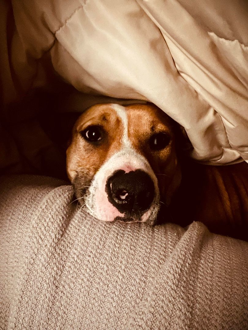 Bowser, a Adoptable Boxer in Salamanca, NY image 1/5