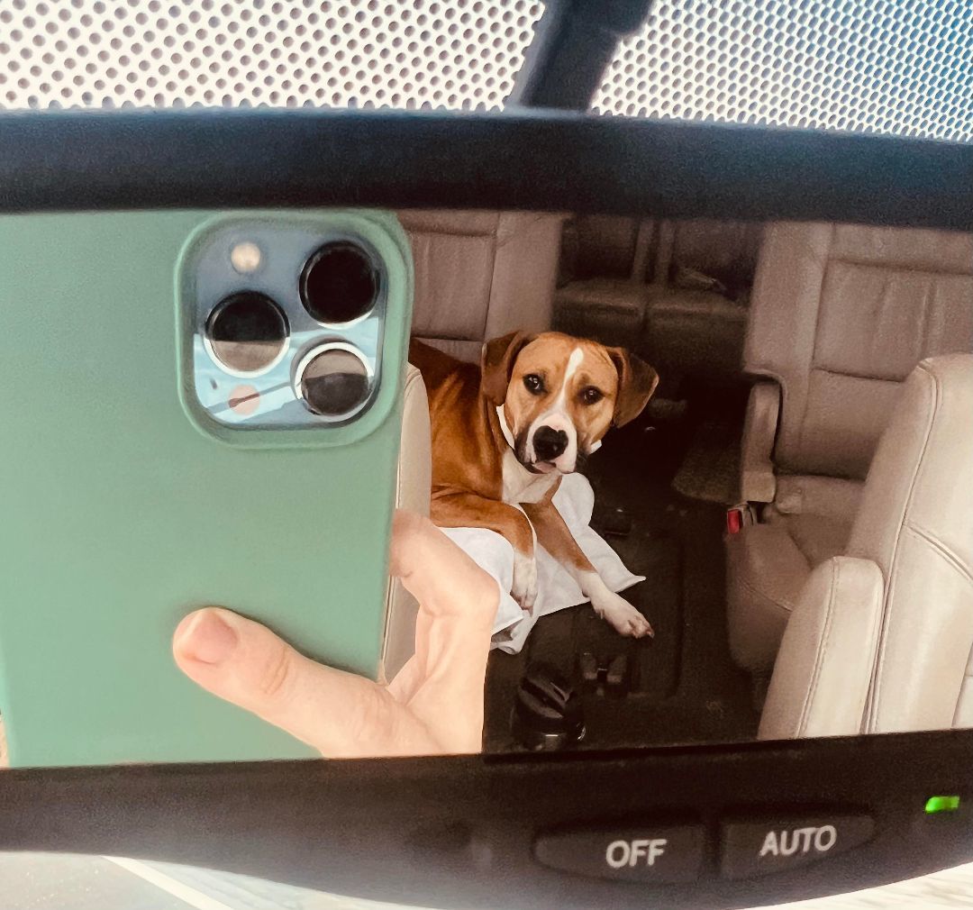 Bowser, a Adoptable Boxer in Salamanca, NY image 3/5