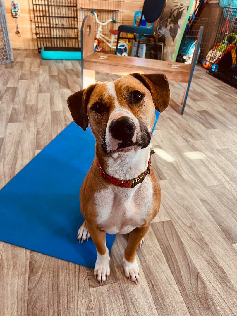 Bowser, a Adoptable Boxer in Salamanca, NY image 2/5