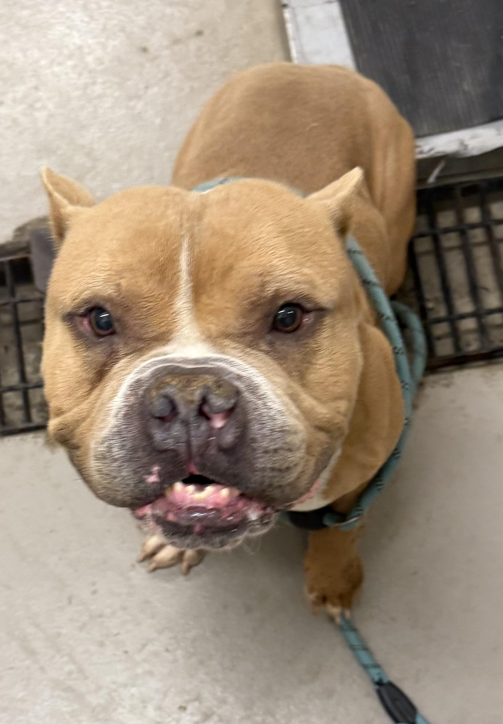 Rimshot AVAILABLE, Adoptable, Adult Male American Bully.