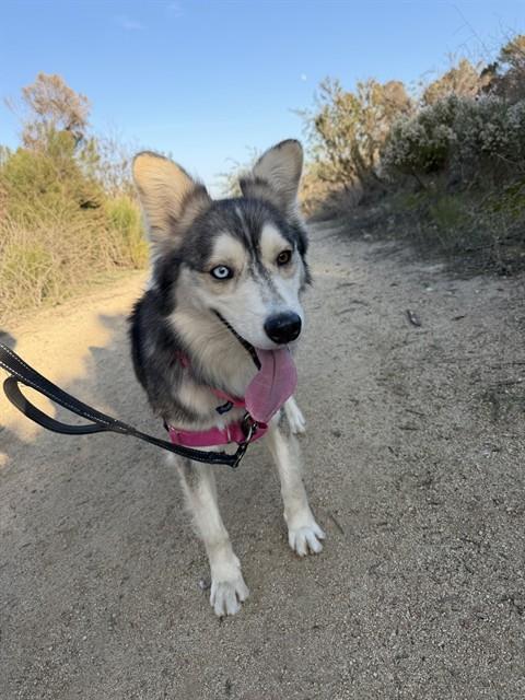 ECHO, Adoptable, Young Male Siberian Husky & Mixed Breed.