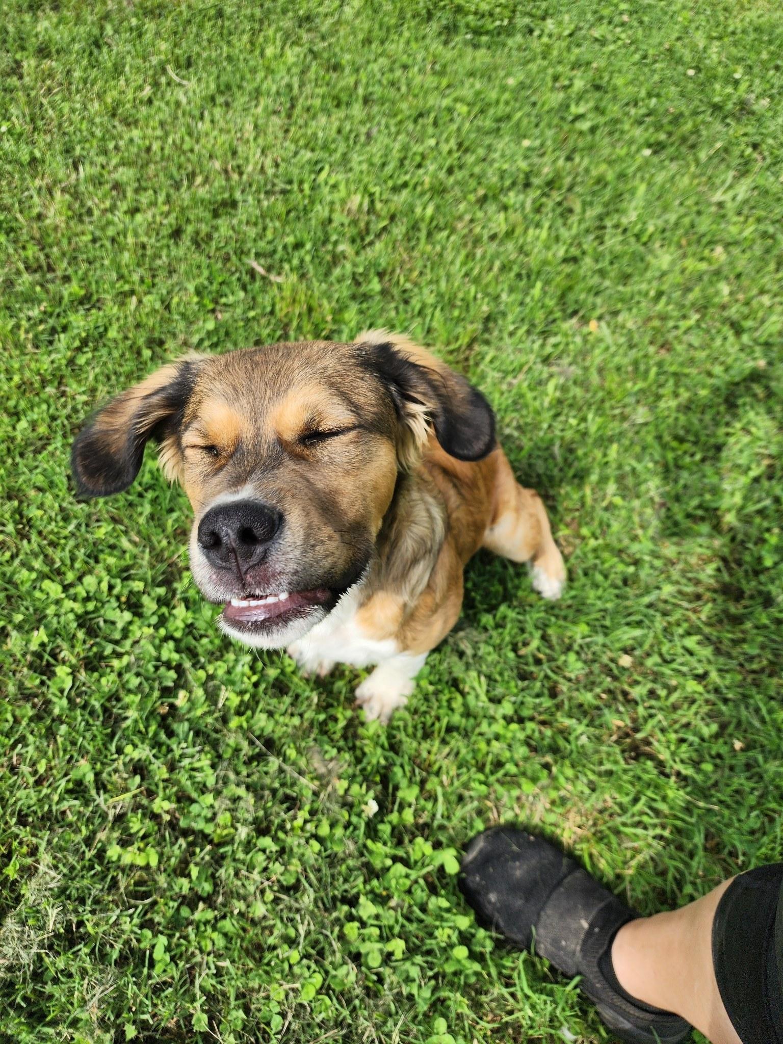 Jack, an adoptable Puggle in Blytheville, AR, 72315 | Photo Image 4