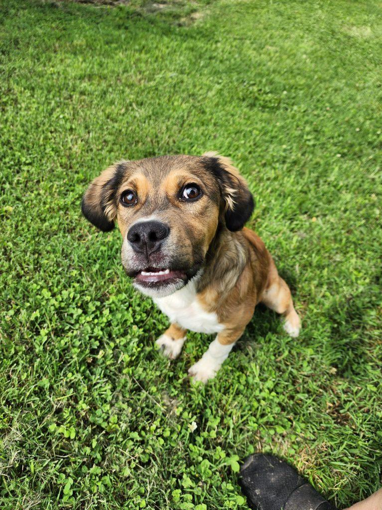 Jack, an adoptable Puggle in Blytheville, AR, 72315 | Photo Image 3