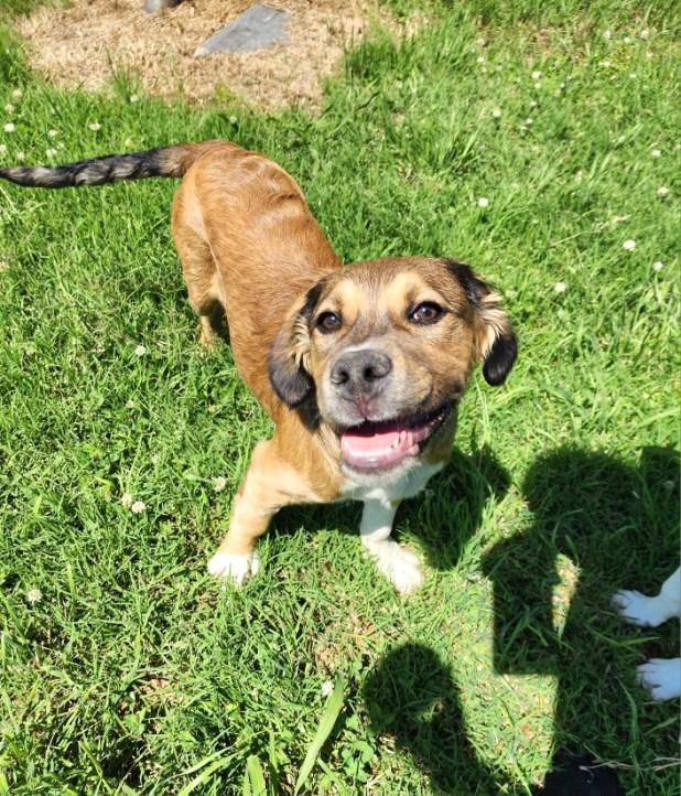 Jack, an adoptable Puggle in Blytheville, AR, 72315 | Photo Image 2