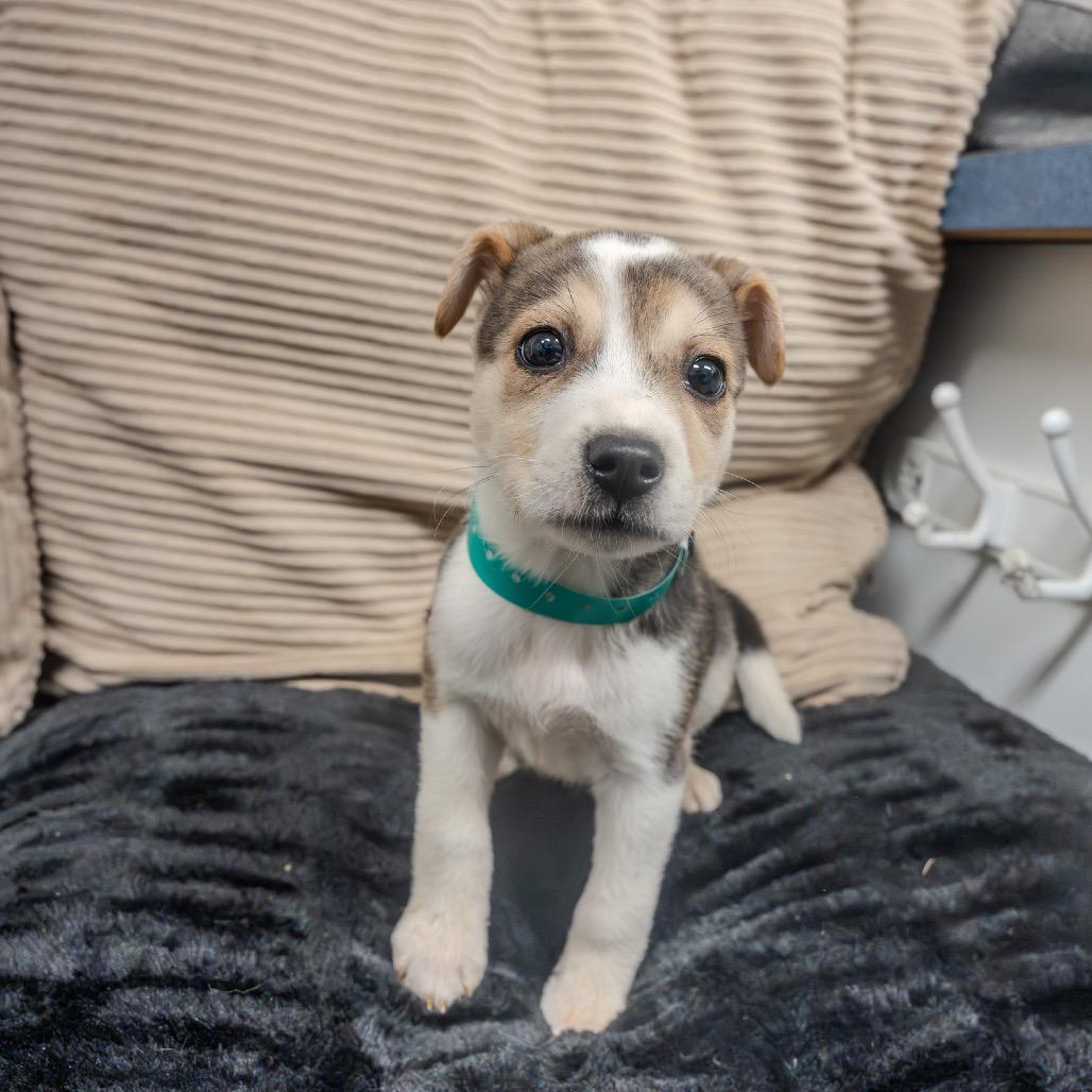 Bonnie, Adoptable, Puppy Female Catahoula Leopard Dog & Husky.