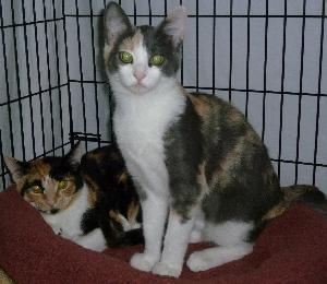 Precious, Adoptable, Senior Female Dilute Calico.