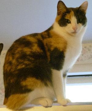 Precious, a Adoptable Dilute Calico in Half Moon Bay, CA image 2/5