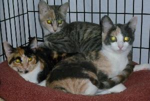 Precious, a Adoptable Dilute Calico in Half Moon Bay, CA image 4/5