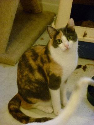 Precious, a Adoptable Dilute Calico in Half Moon Bay, CA image 4/5