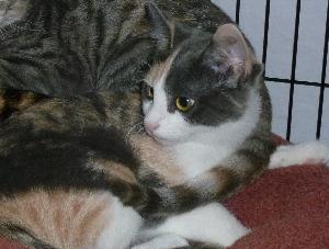 Precious, a Adoptable Dilute Calico in Half Moon Bay, CA image 5/5