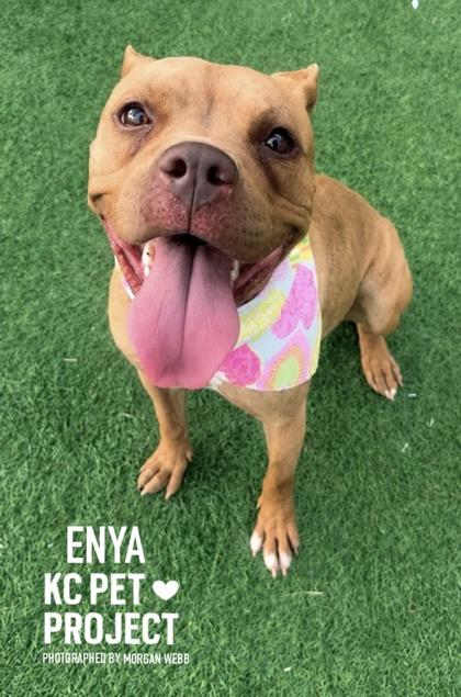 Enya, a Adoptable mixed breed in Kansas City, MO image 1/3