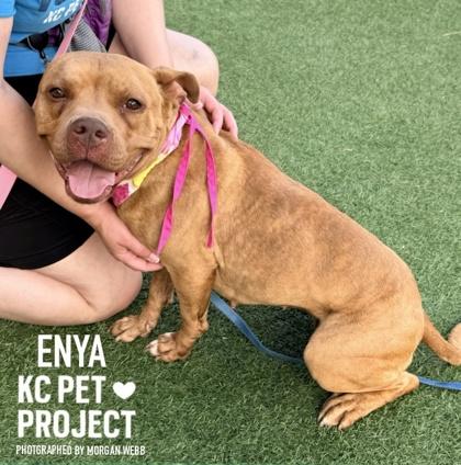 Enya, a Adoptable mixed breed in Kansas City, MO image 2/3