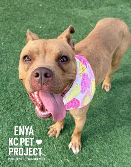 Enya, a Adoptable mixed breed in Kansas City, MO image 3/3