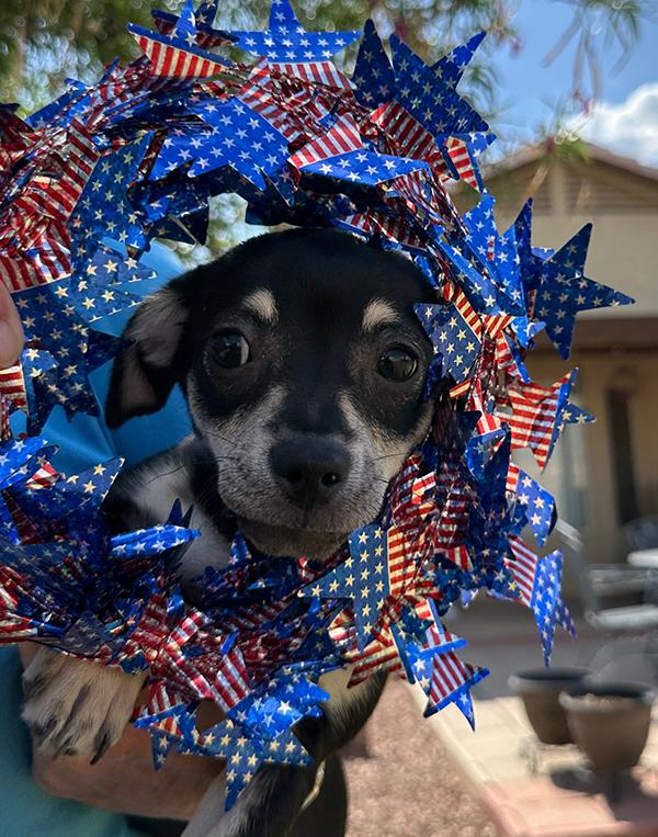 Enlarge Button, a Adopted Chiweenie in El Mirage, AZ image 4/5