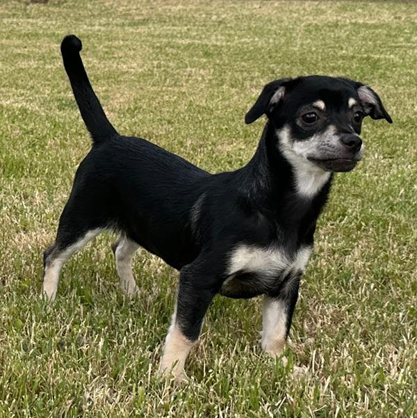 Enlarge Button, a Adopted Chiweenie in El Mirage, AZ image 2/5