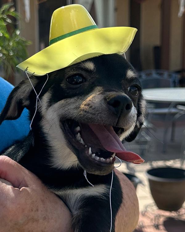 Enlarge Button, a Adopted Chiweenie in El Mirage, AZ image 1/5