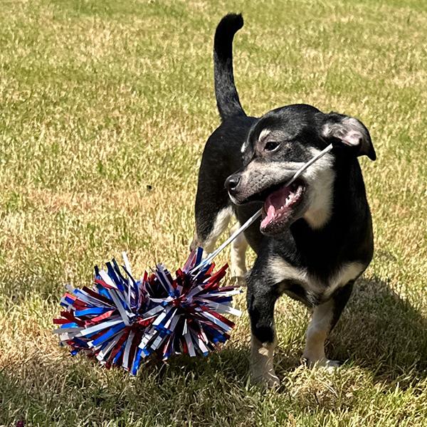Enlarge Button, a Adopted Chiweenie in El Mirage, AZ image 5/5
