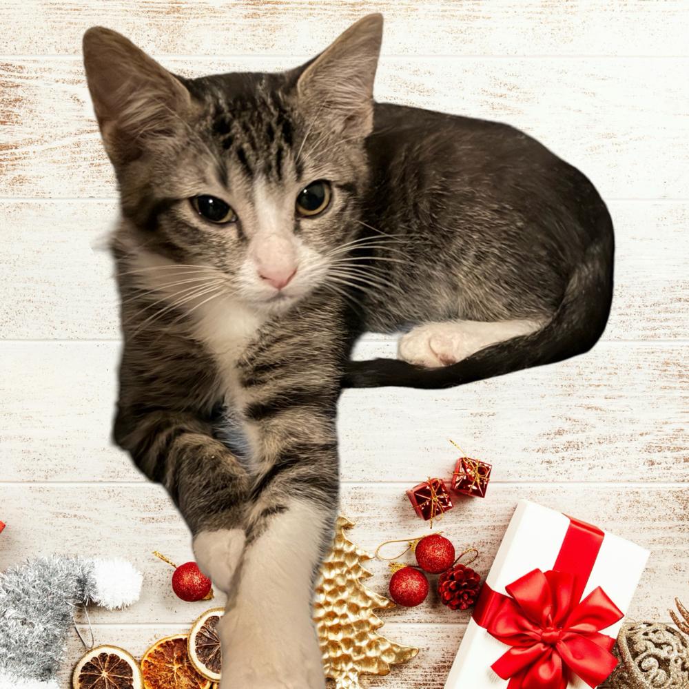 Bubbles - TR-2 — thumbnail 3