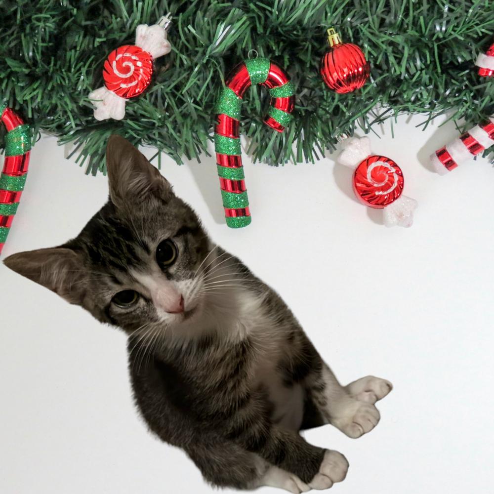 Bubbles - TR-2 — thumbnail 6