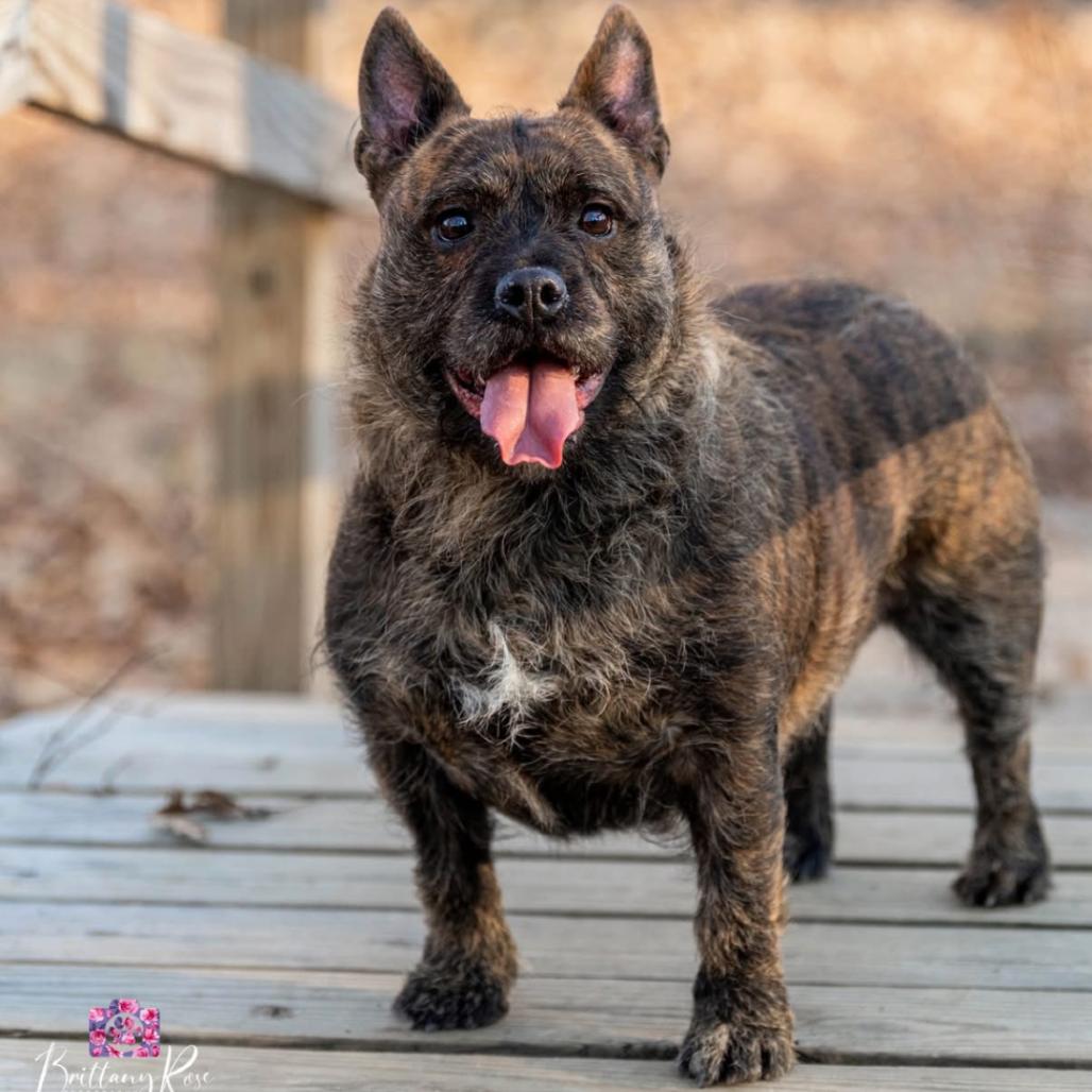 Enlarge Fig, a ADOPTABLE mixed breed in Richmond, VA image 2/6