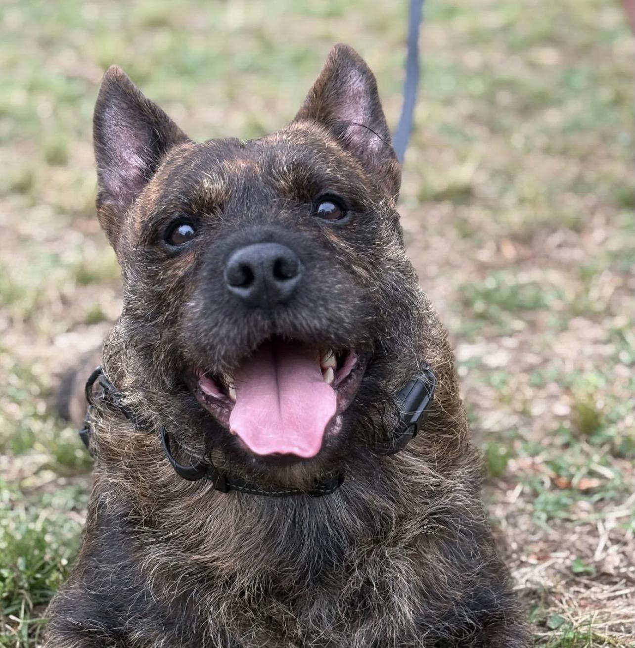 Fig, ADOPTABLE, Adult Male Terrier.