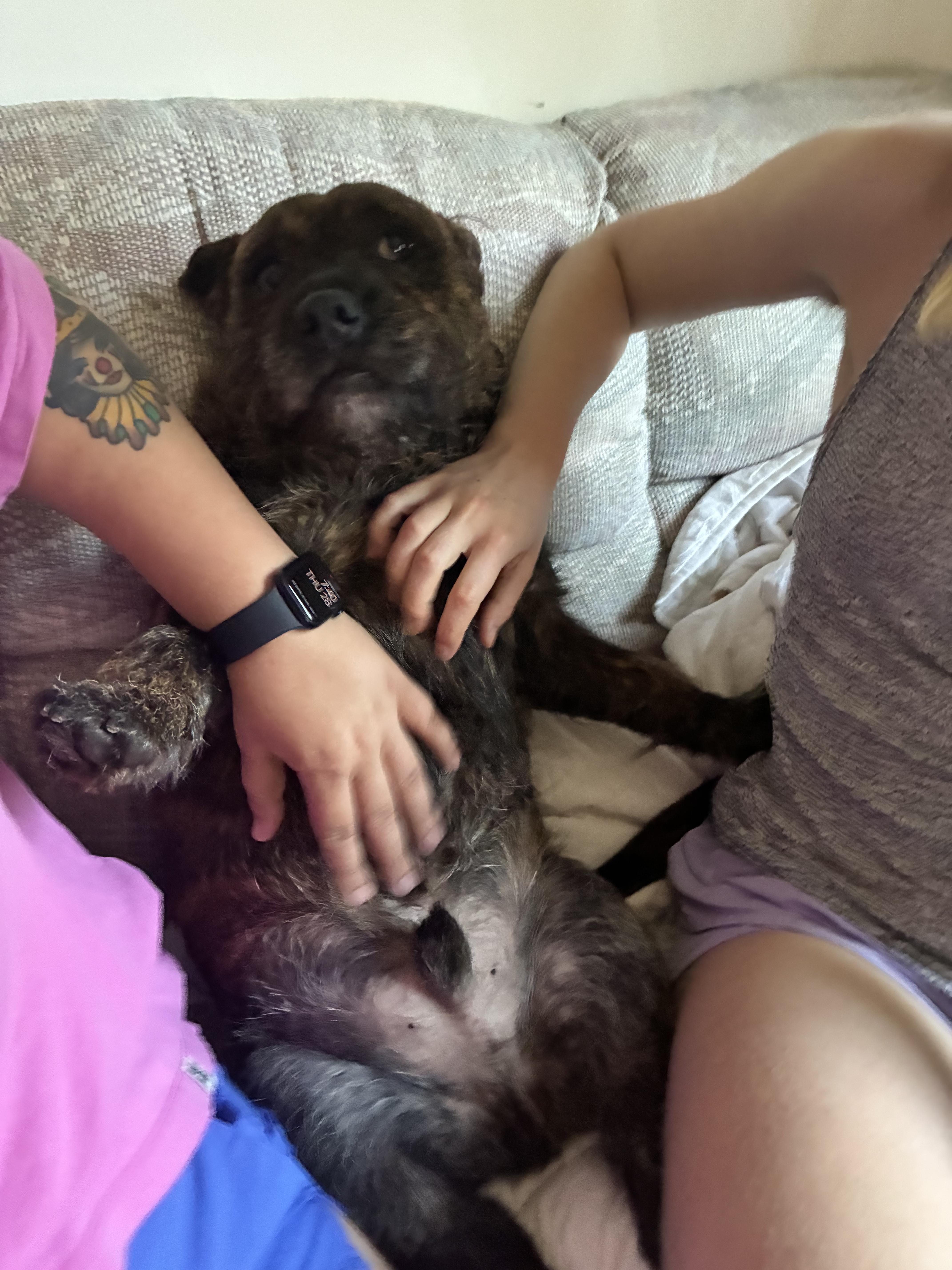 Enlarge Fig, a ADOPTABLE mixed breed in Richmond, VA image 6/6