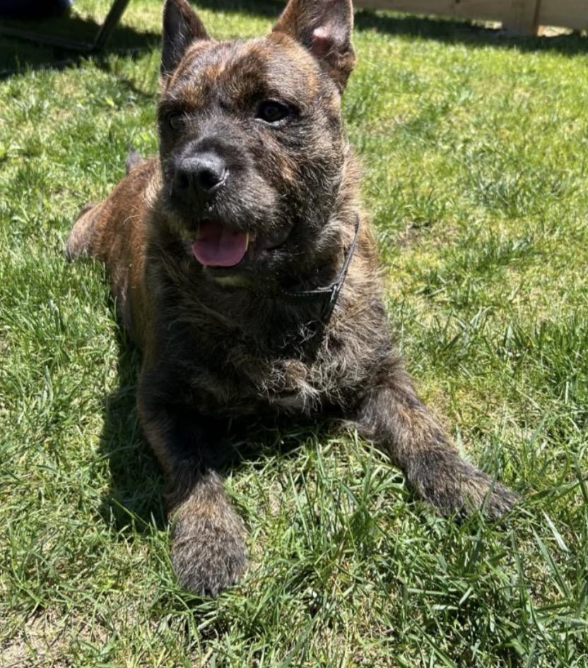 Enlarge Fig, a ADOPTABLE mixed breed in Richmond, VA image 3/6