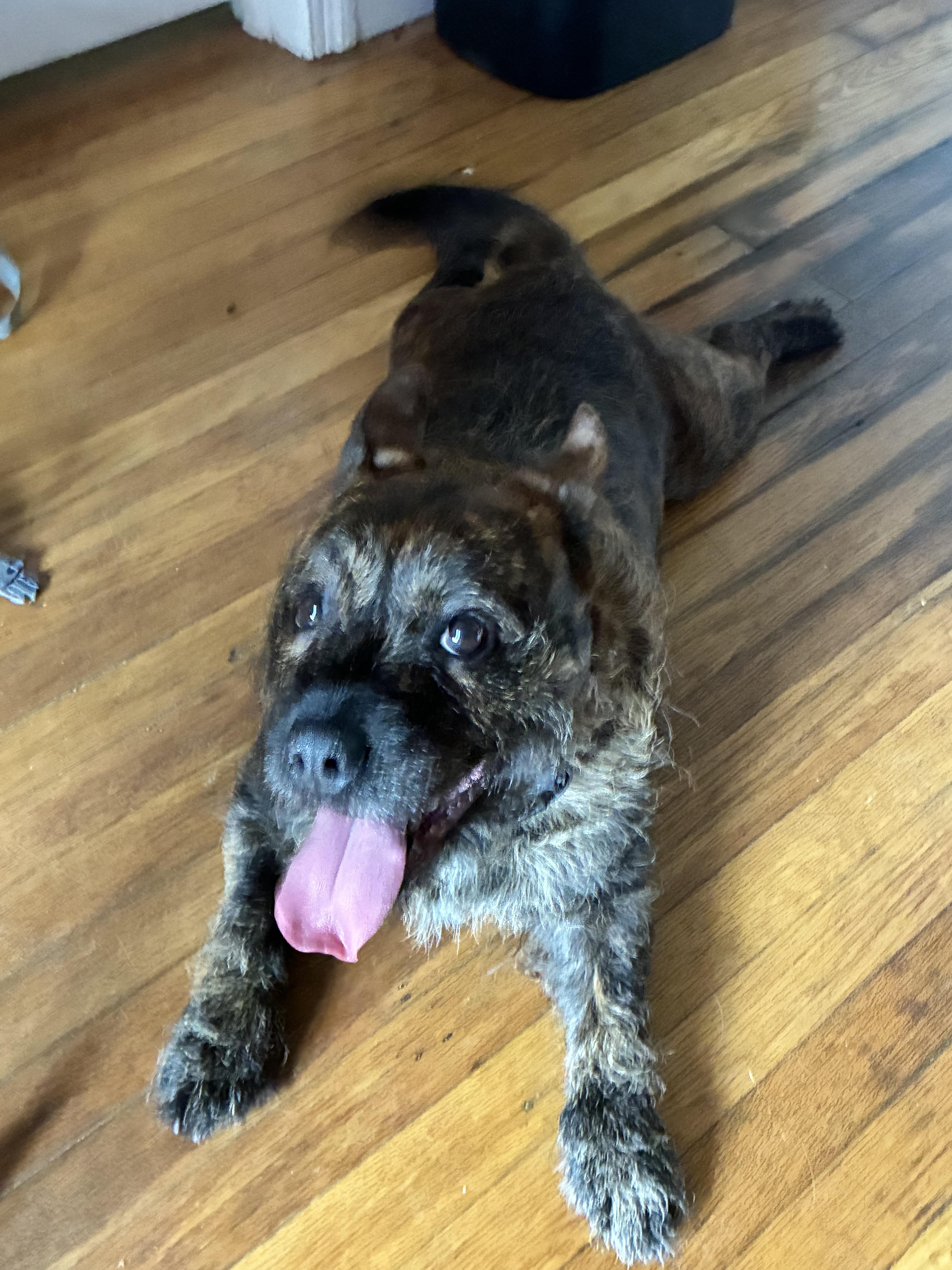 Enlarge Fig, a ADOPTABLE mixed breed in Richmond, VA image 5/6