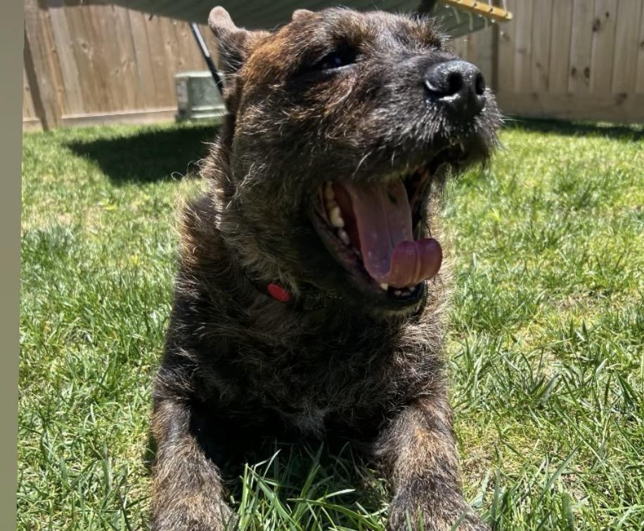 Enlarge Fig, a ADOPTABLE mixed breed in Richmond, VA image 4/6