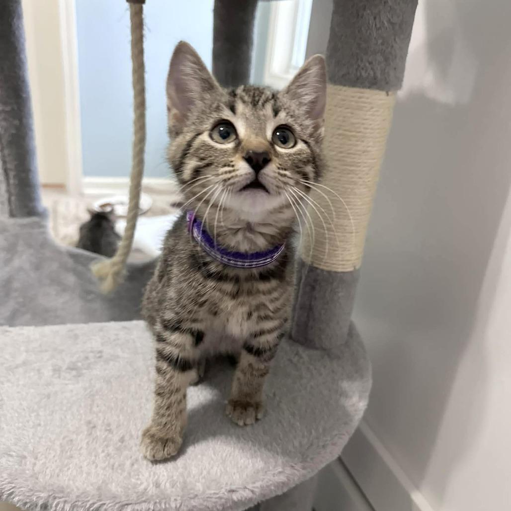 Holly, Adoptable, Kitten Female Domestic Short Hair.