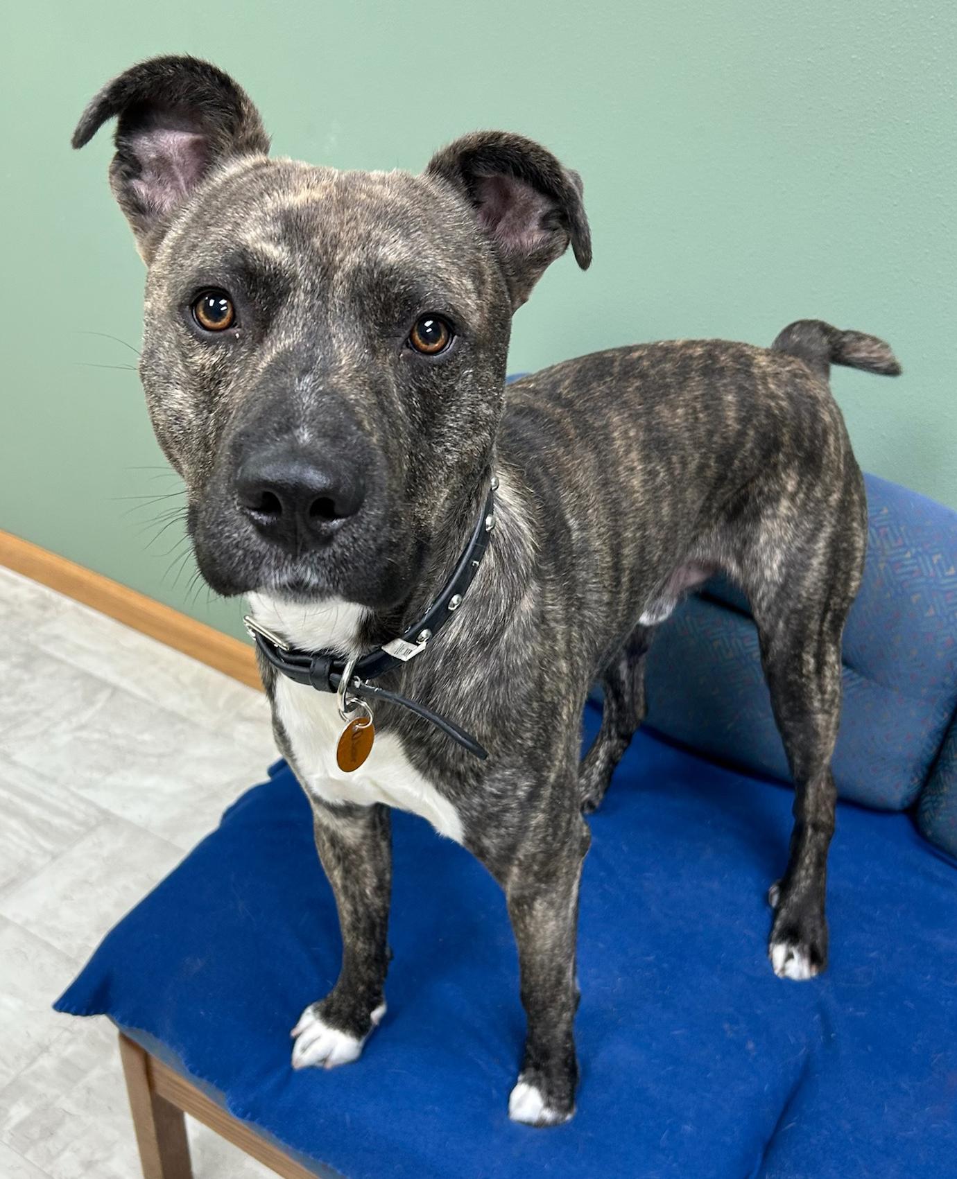 Enlarge Oscar, a Adoptable Mixed Breed in Neillsville, WI image 4/5