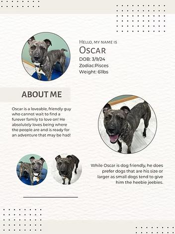 Enlarge Oscar, a Adoptable Mixed Breed in Neillsville, WI image 1/6
