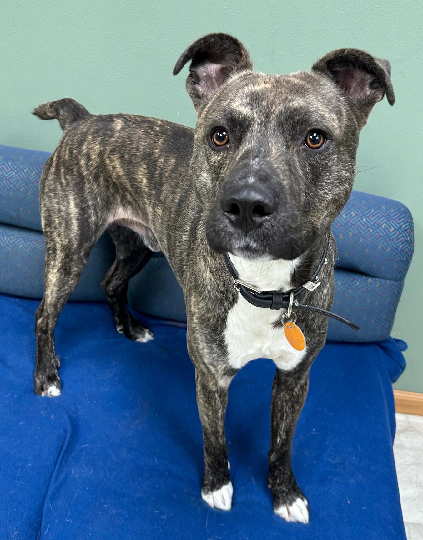 Oscar, Adoptable, Young Male Mixed Breed.