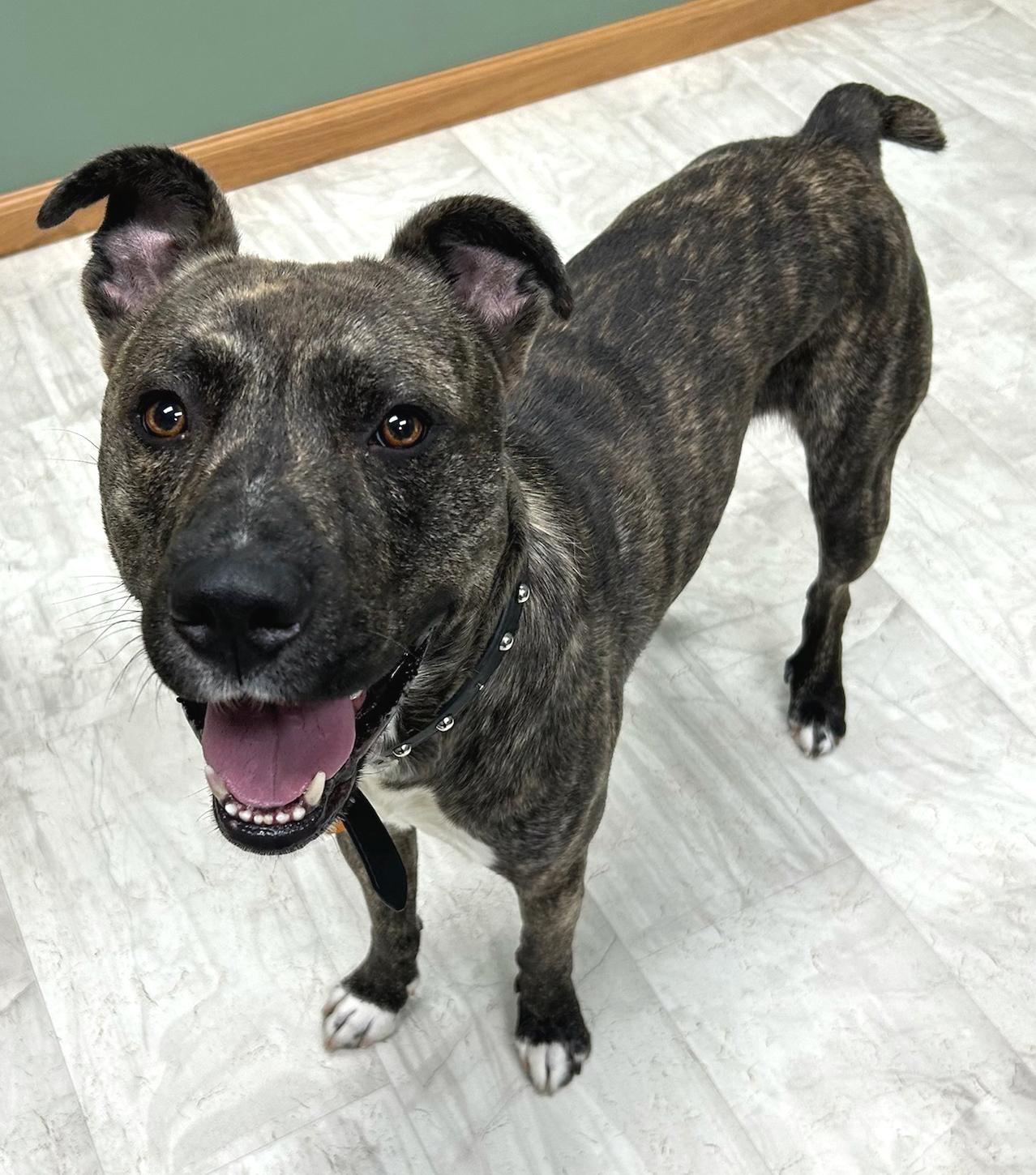 Enlarge Oscar, a Adoptable Mixed Breed in Neillsville, WI image 2/5