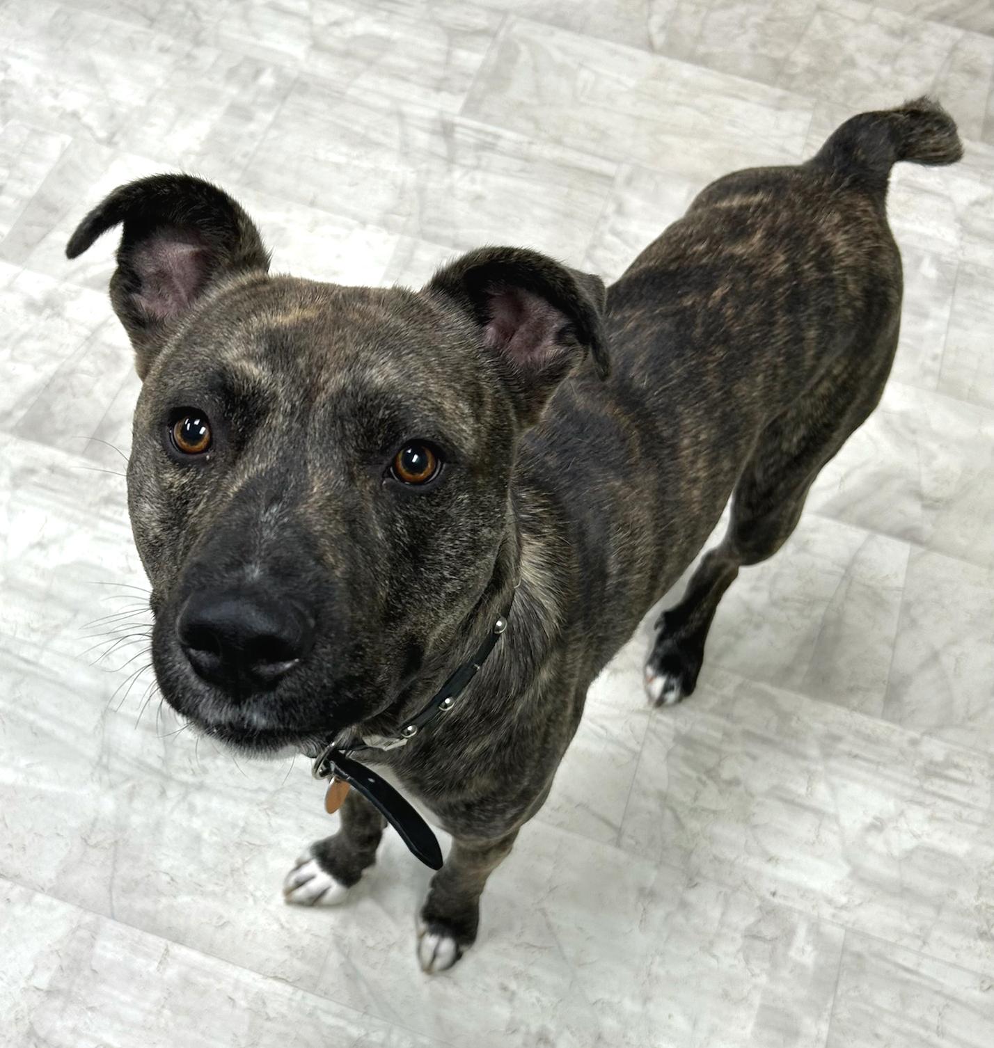 Enlarge Oscar, a Adoptable Mixed Breed in Neillsville, WI image 5/5