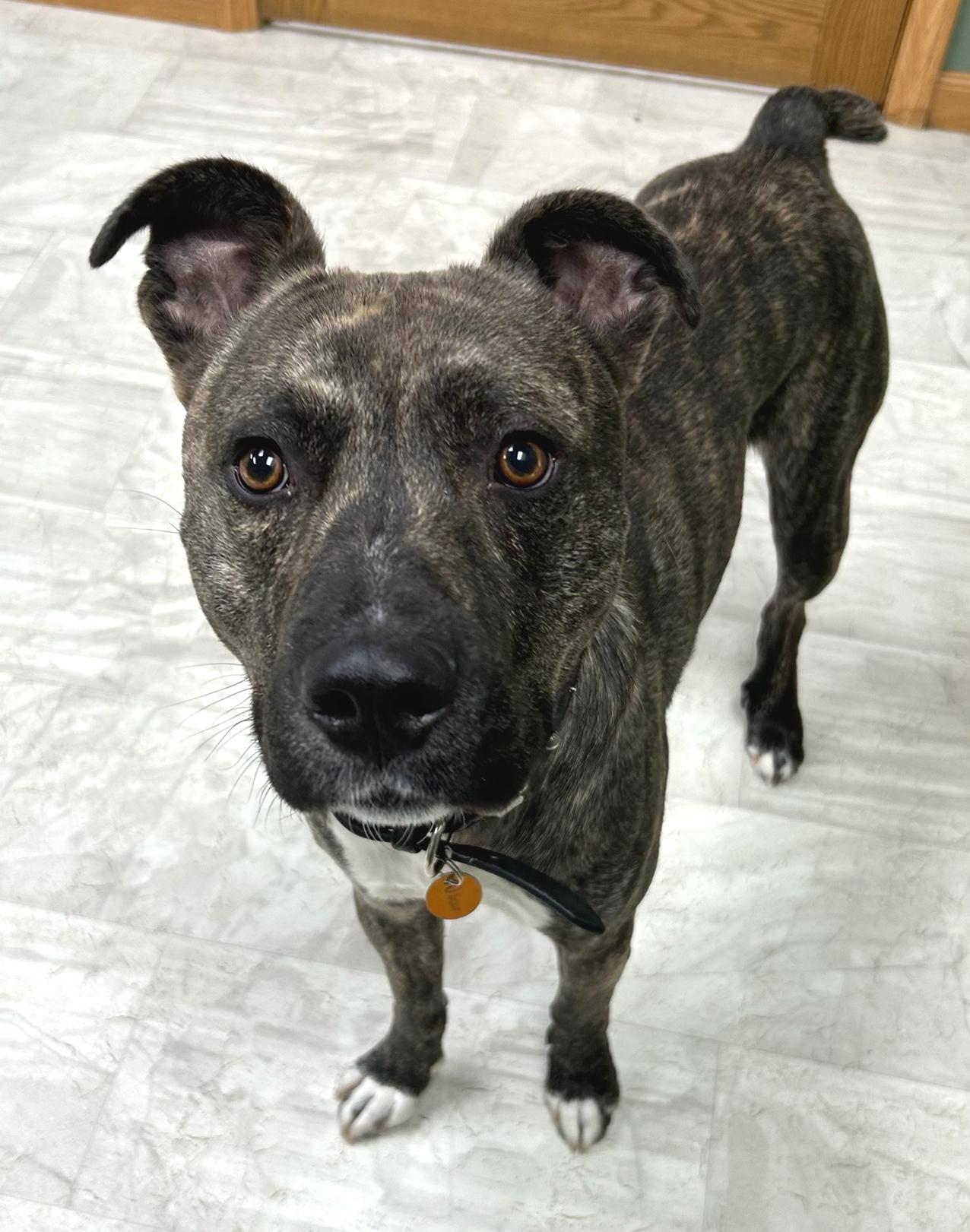 Enlarge Oscar, a Adoptable Mixed Breed in Neillsville, WI image 3/5