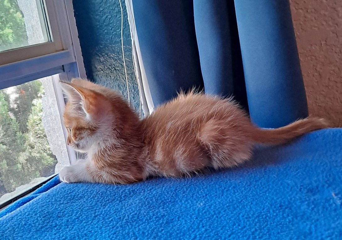 Cyrus, Adopted, Kitten Male Domestic Short Hair.